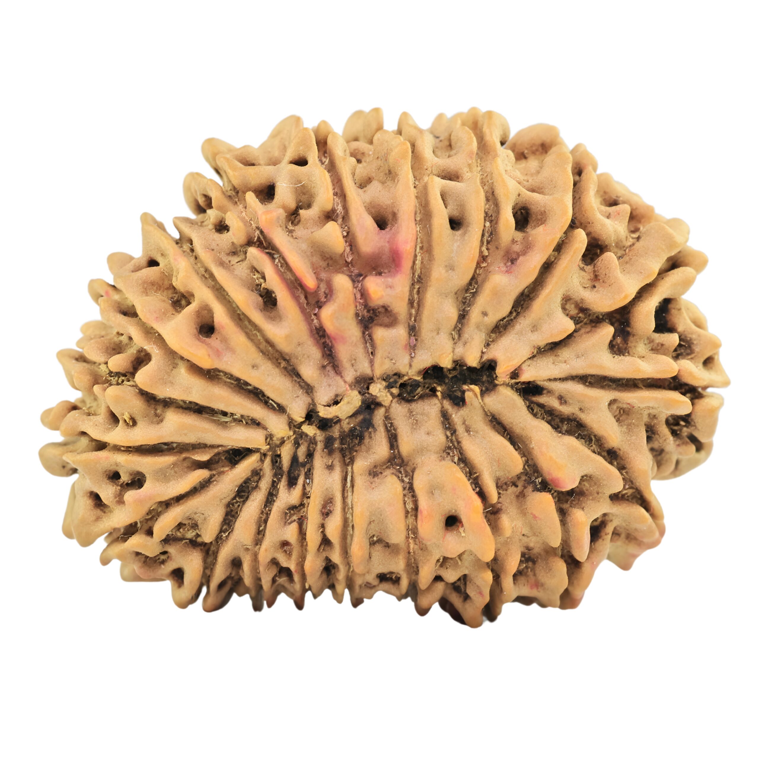 20 Mukhi Rudraksha 31.2mm 4.42gm - Rudraksha back