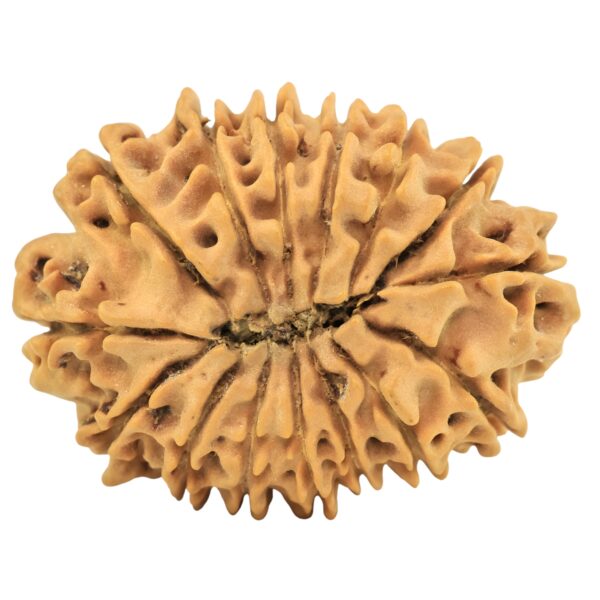 15 Mukhi Rudraksha 25.4mm 3gm - Rudraksha back