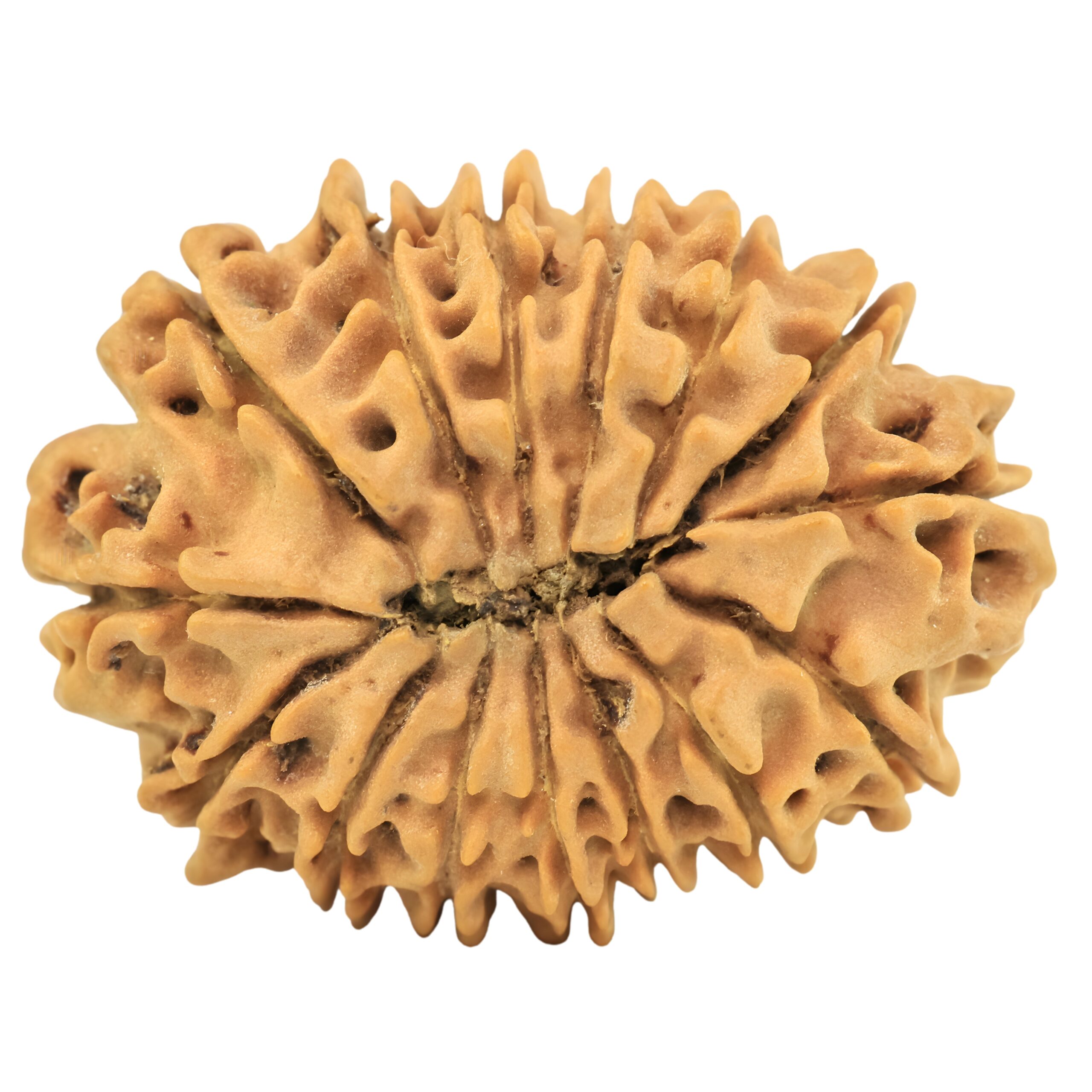 15 Mukhi Rudraksha 25.4mm 3gm - Rudraksha back