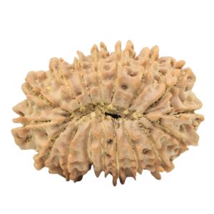 17 Mukhi Rudraksha 30.6mm 5.55gm - Origin: Nepal - Rudraksha back