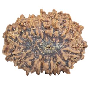 15 Mukhi Rudraksha 27.4mm 4gm - Rudraksha back