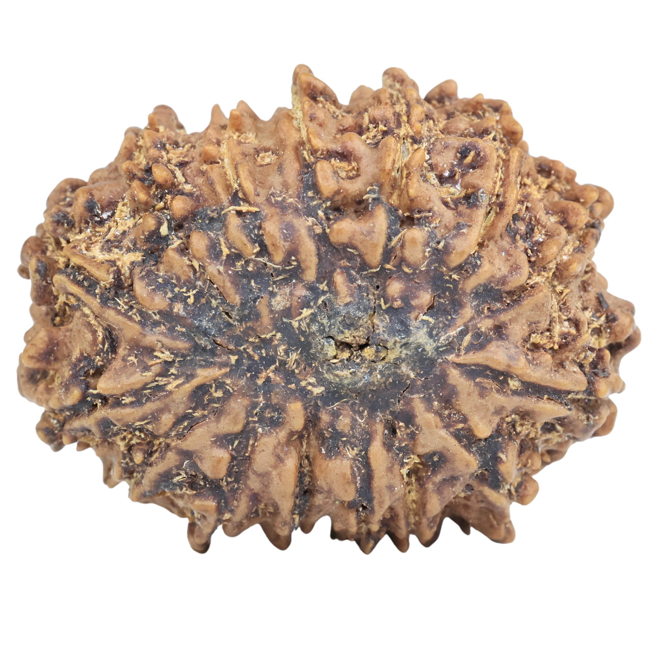 15 Mukhi Rudraksha 27.4mm 4gm - Rudraksha back