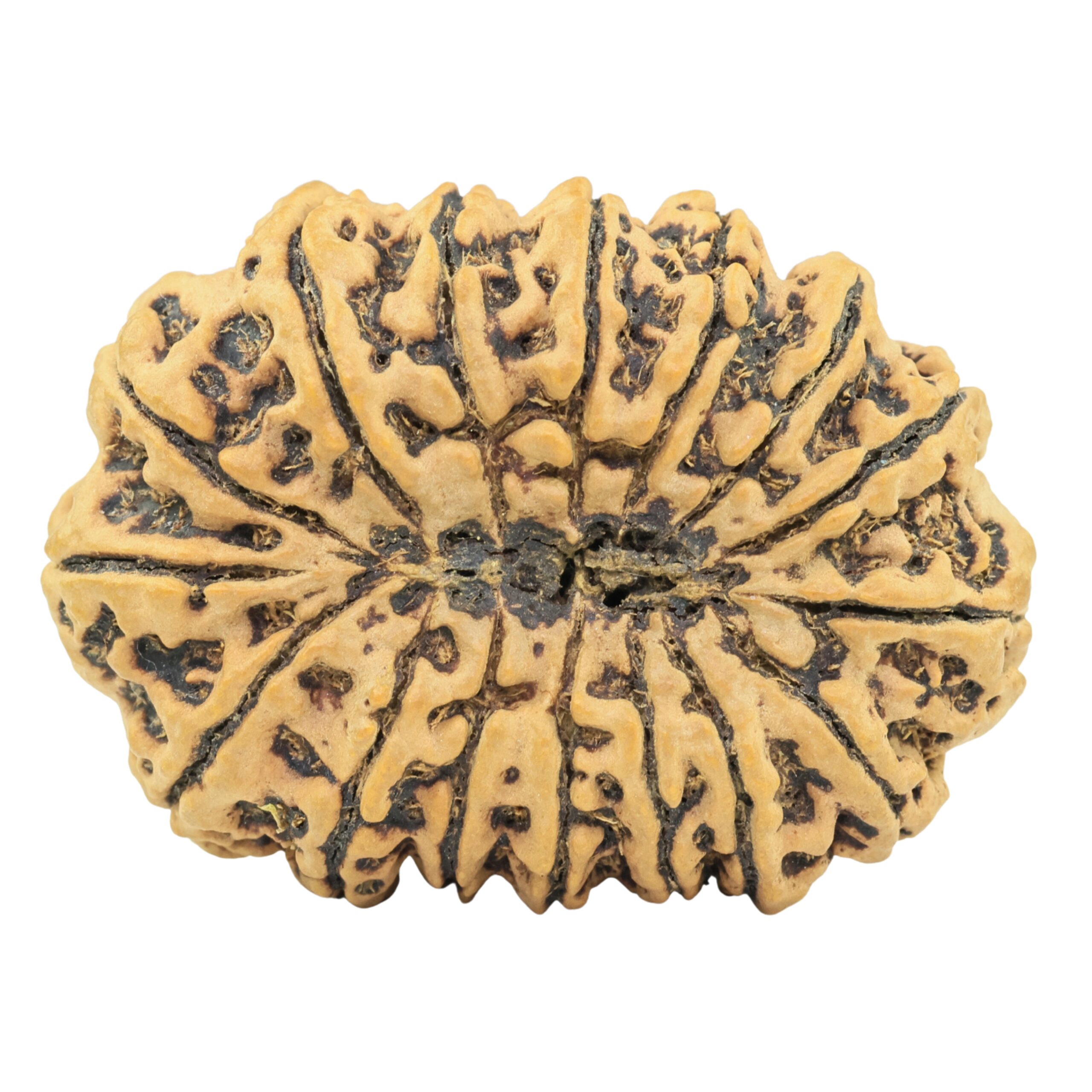16 Mukhi Rudraksha 39.3mm 9.49gm - Rudraksha back