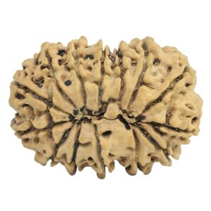 14 Mukhi Rudraksha 33.4mm 5.64gm - Rudraksha back