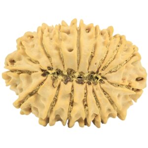 16 Mukhi Rudraksha 31.8mm 5.61gm - Rudraksha back