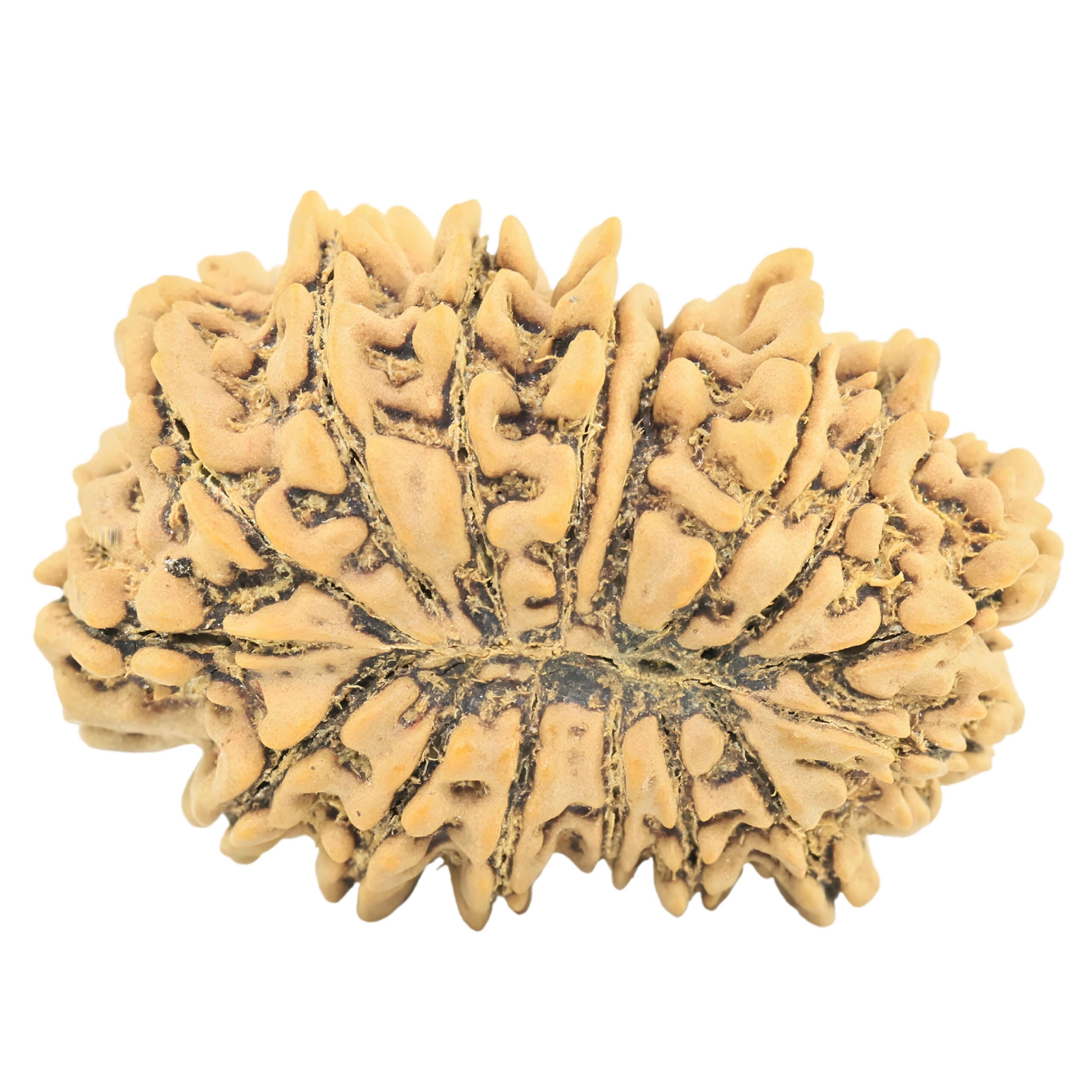 16 Mukhi Rudraksha 26.6mm 3.34gm - Rudraksha back