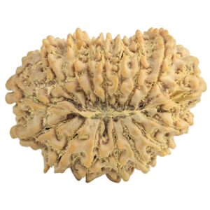 16 Mukhi Rudraksha 27.2mm 4.24gm - Rudraksha back