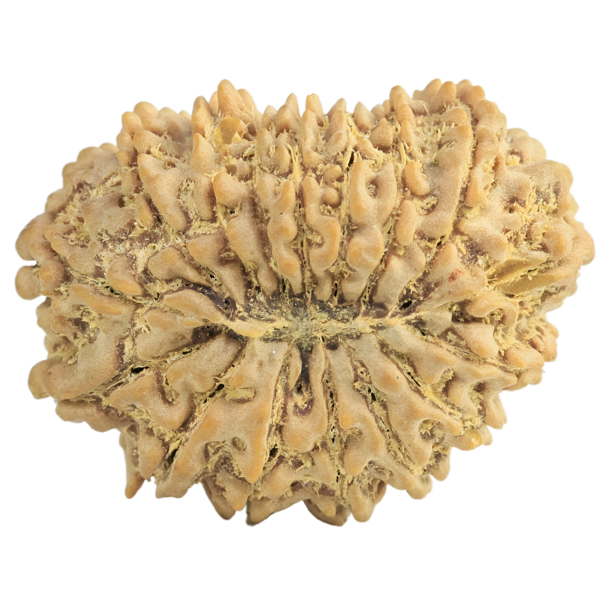 16 Mukhi Rudraksha 27.2mm 4.24gm - Rudraksha back