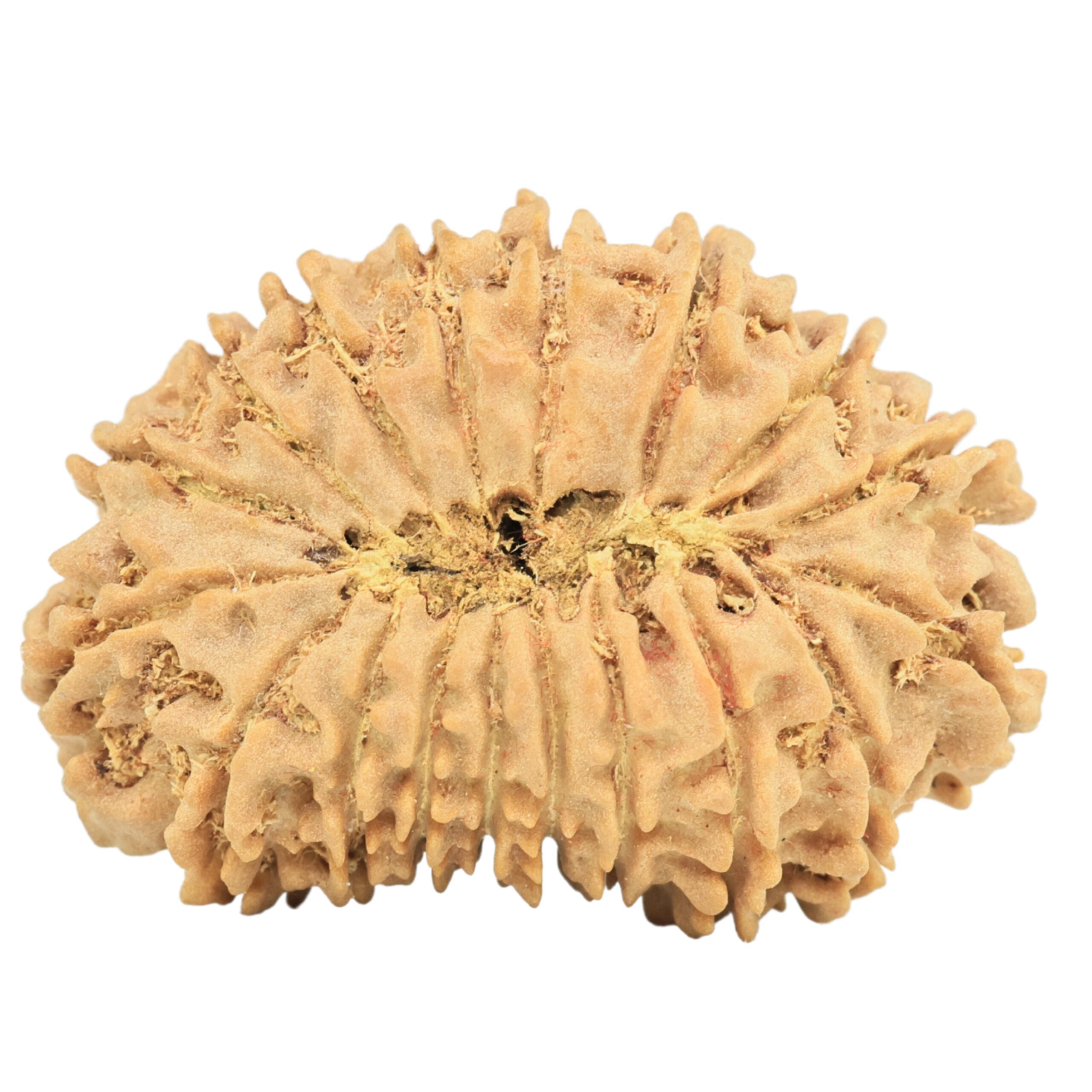 18 Mukhi Rudraksha 31.2mm 4.79gm - Origin: Nepal - Rudraksha back