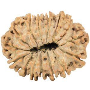 15 Mukhi Rudraksha 28.4mm 4.63gm - Rudraksha back