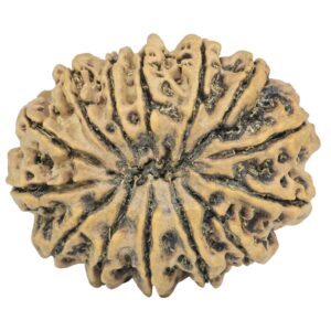 14 Mukhi Rudraksha 30.2mm 5.33gm - Rudraksha back