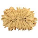 16 Mukhi Rudraksha 24.7mm 2.66gm - Rudraksha back