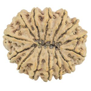 14 Mukhi Rudraksha 32.4mm 6.73gm - Rudraksha back
