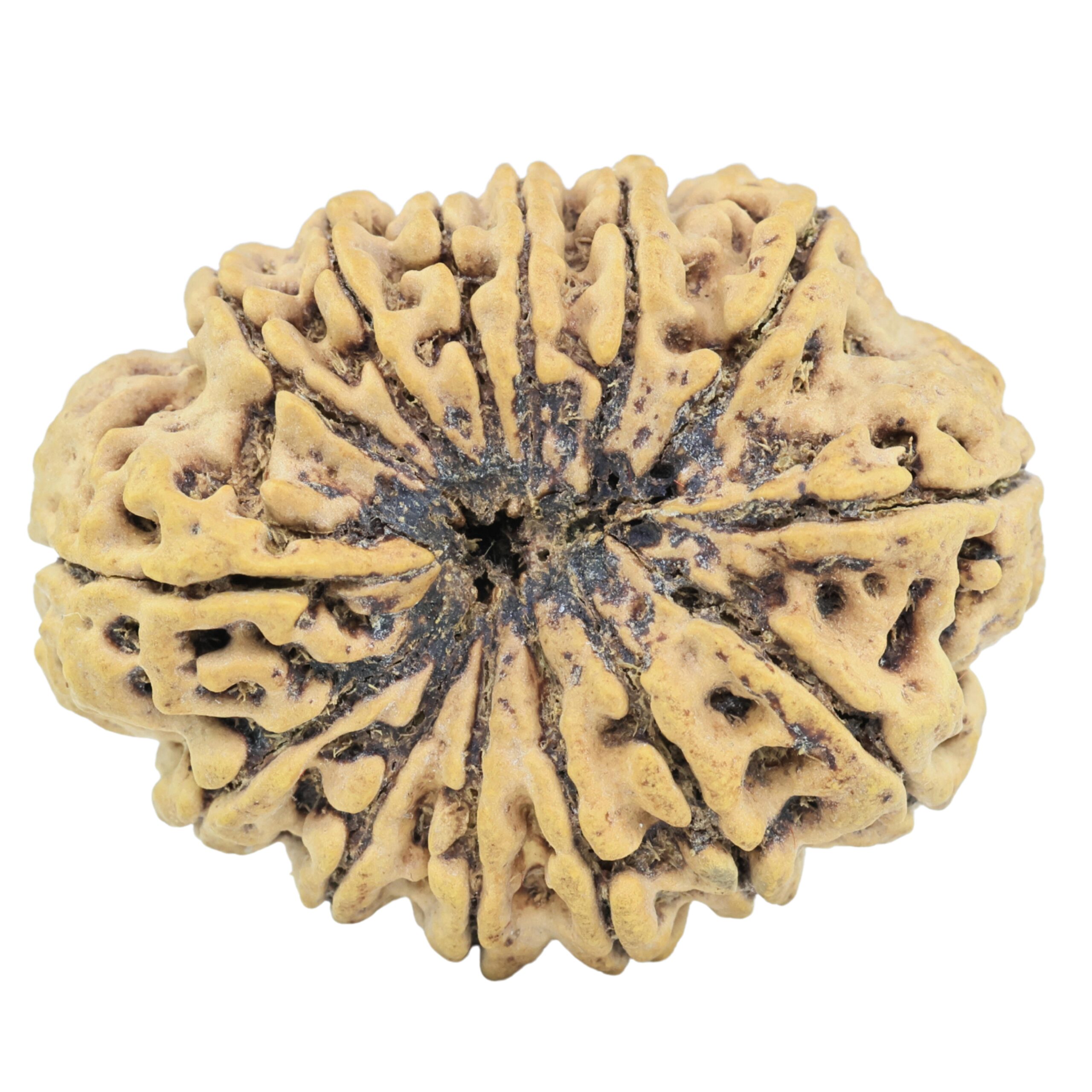 14 Mukhi Rudraksha 34mm 6.49gm - Rudraksha back