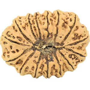 15 Mukhi Rudraksha 32.8mm 5.63gm - Rudraksha back