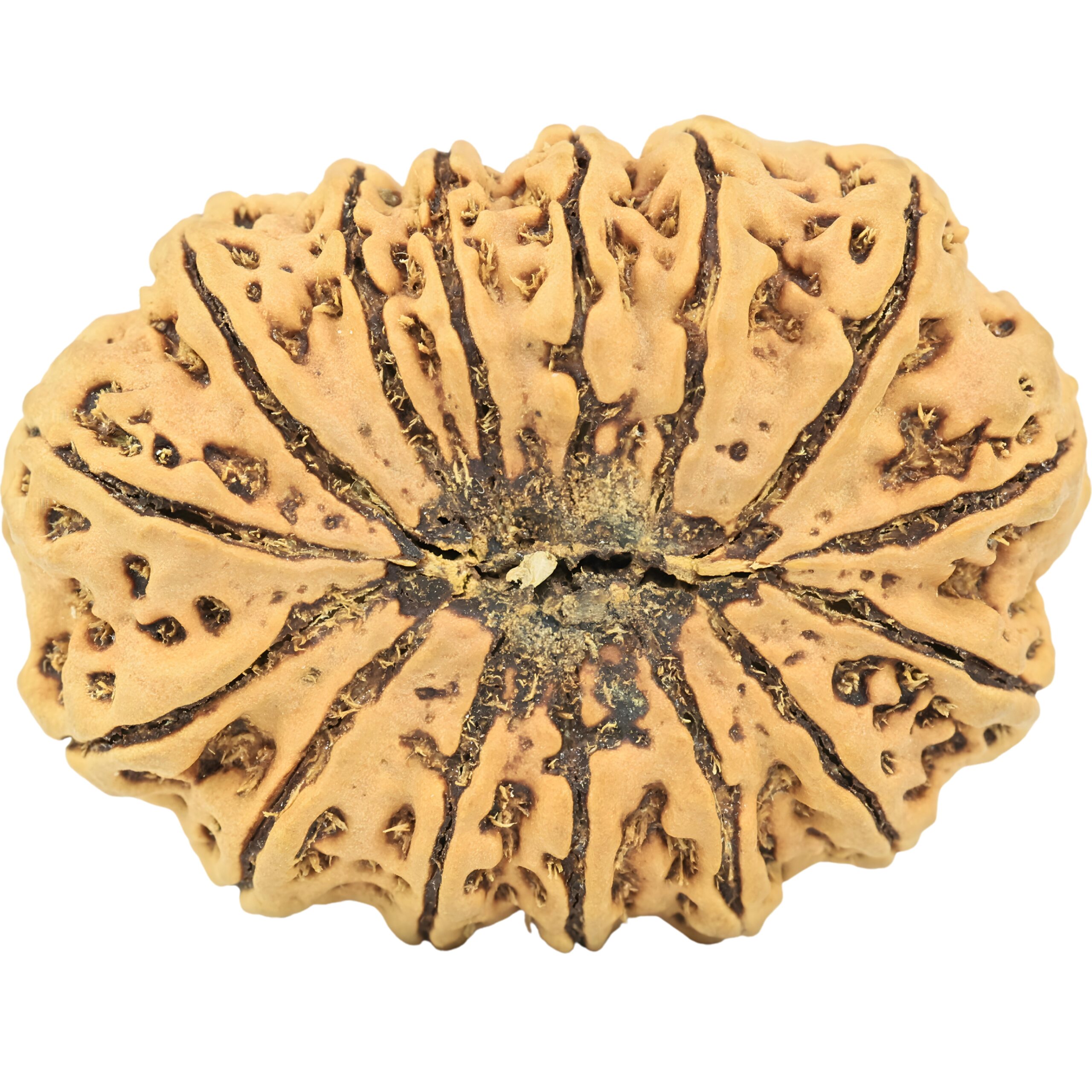 15 Mukhi Rudraksha 32.8mm 5.63gm - Rudraksha back