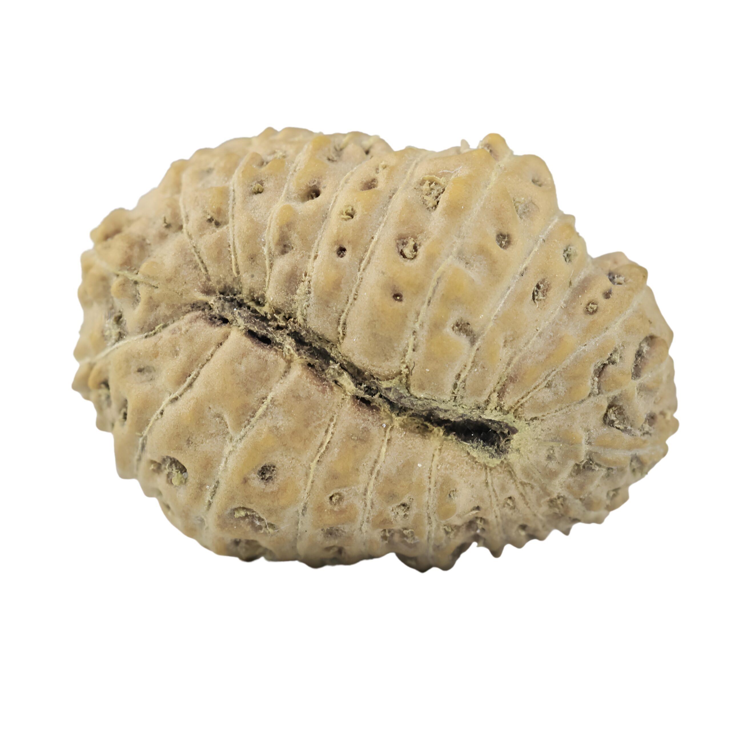 21 Mukhi Rudraksha 18.2mm 1.22gm - Rudraksha back