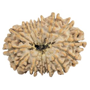 14 Mukhi Rudraksha 29.1mm 4.59gm - Rudraksha back