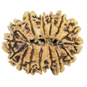 15 Mukhi Rudraksha 30.7mm 4.26gm - Rudraksha back