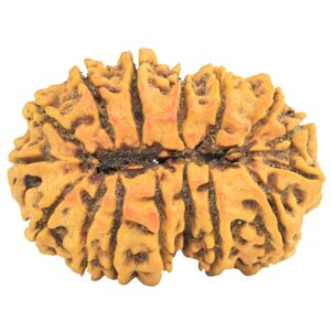 16 Mukhi Rudraksha 33.6mm 5.53gm - Rudraksha back