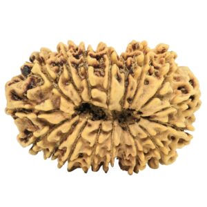 17 Mukhi Rudraksha 30.7mm 3.17gm - Rudraksha back