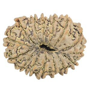15 Mukhi Rudraksha 29.1mm 4.83gm - Rudraksha back
