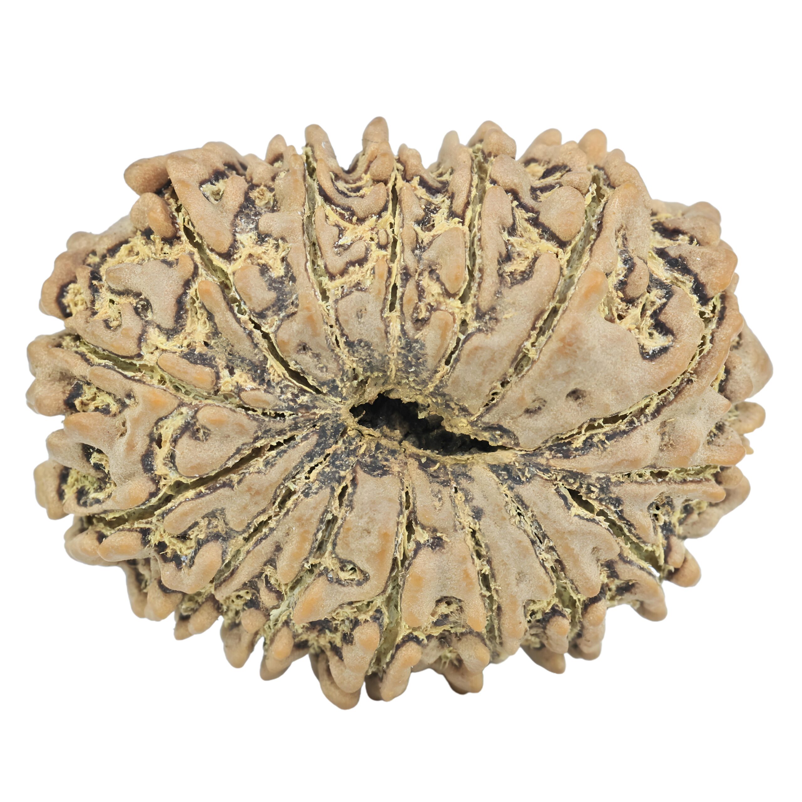 15 Mukhi Rudraksha 29.1mm 4.83gm - Rudraksha back