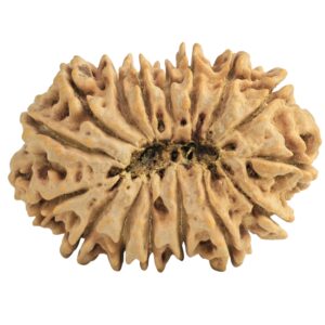 16 Mukhi Rudraksha 31.1mm 5.12gm - Rudraksha back