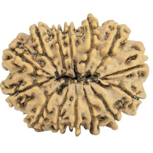 14 Mukhi Rudraksha 29.8mm 5gm - Rudraksha back