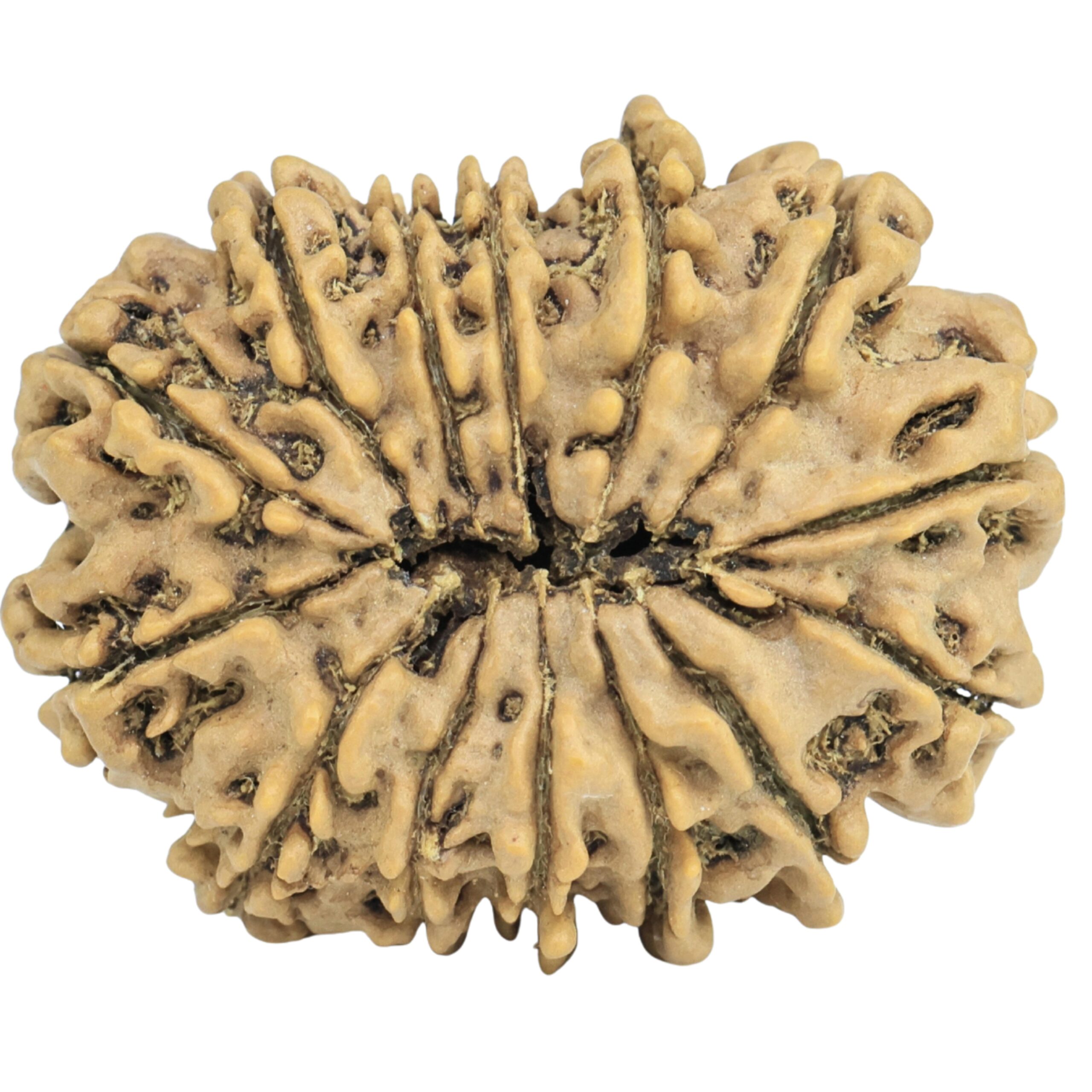 14 Mukhi Rudraksha 29.8mm 5gm - Rudraksha back