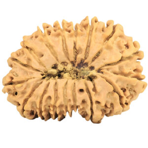 17 Mukhi Rudraksha 33.3mm 5.19gm - Rudraksha back