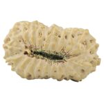 21 Mukhi Rudraksha 25.3mm 2.54gm - Origin: Indonesia - Rudraksha back