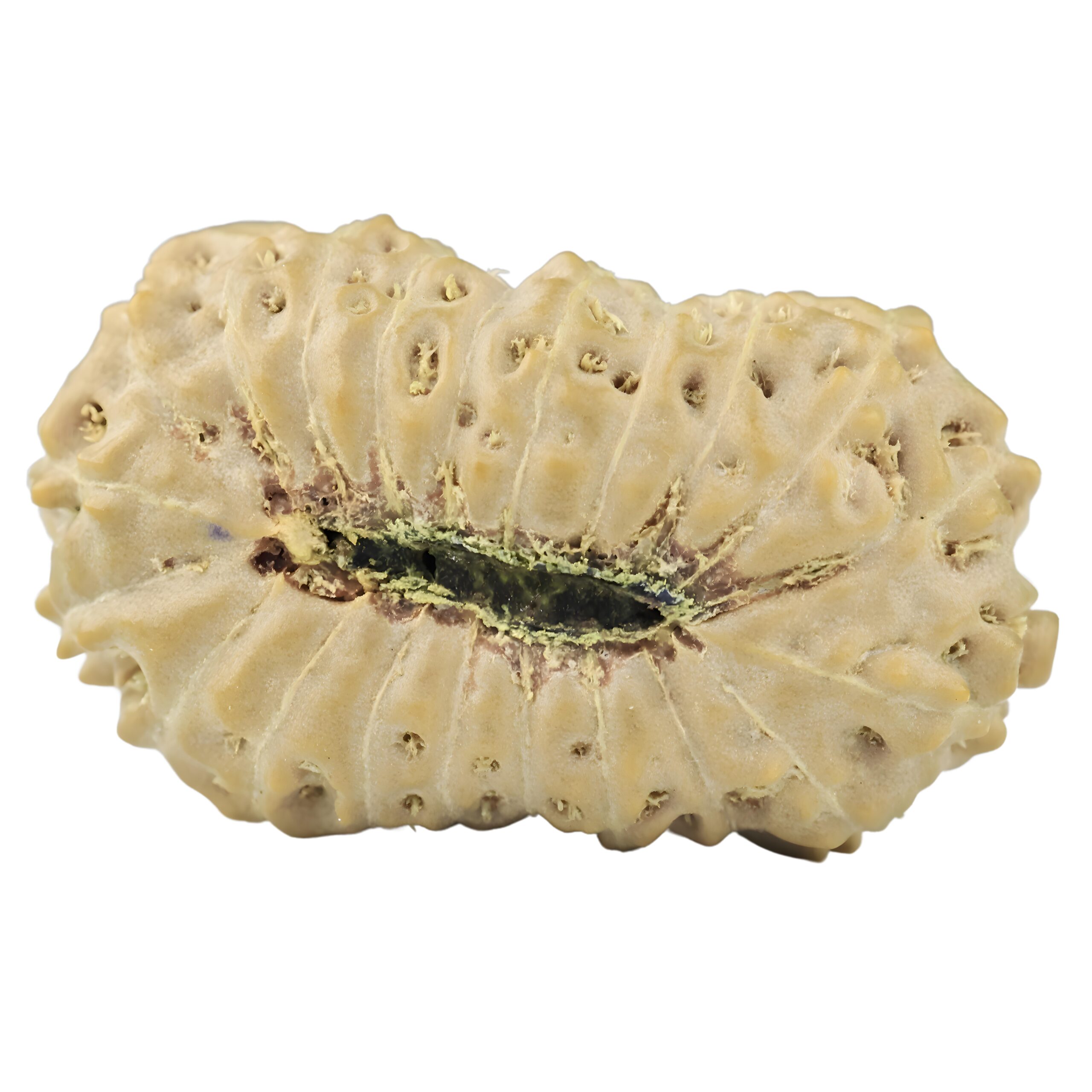 21 Mukhi Rudraksha 25.3mm 2.54gm - Origin: Indonesia - Rudraksha back