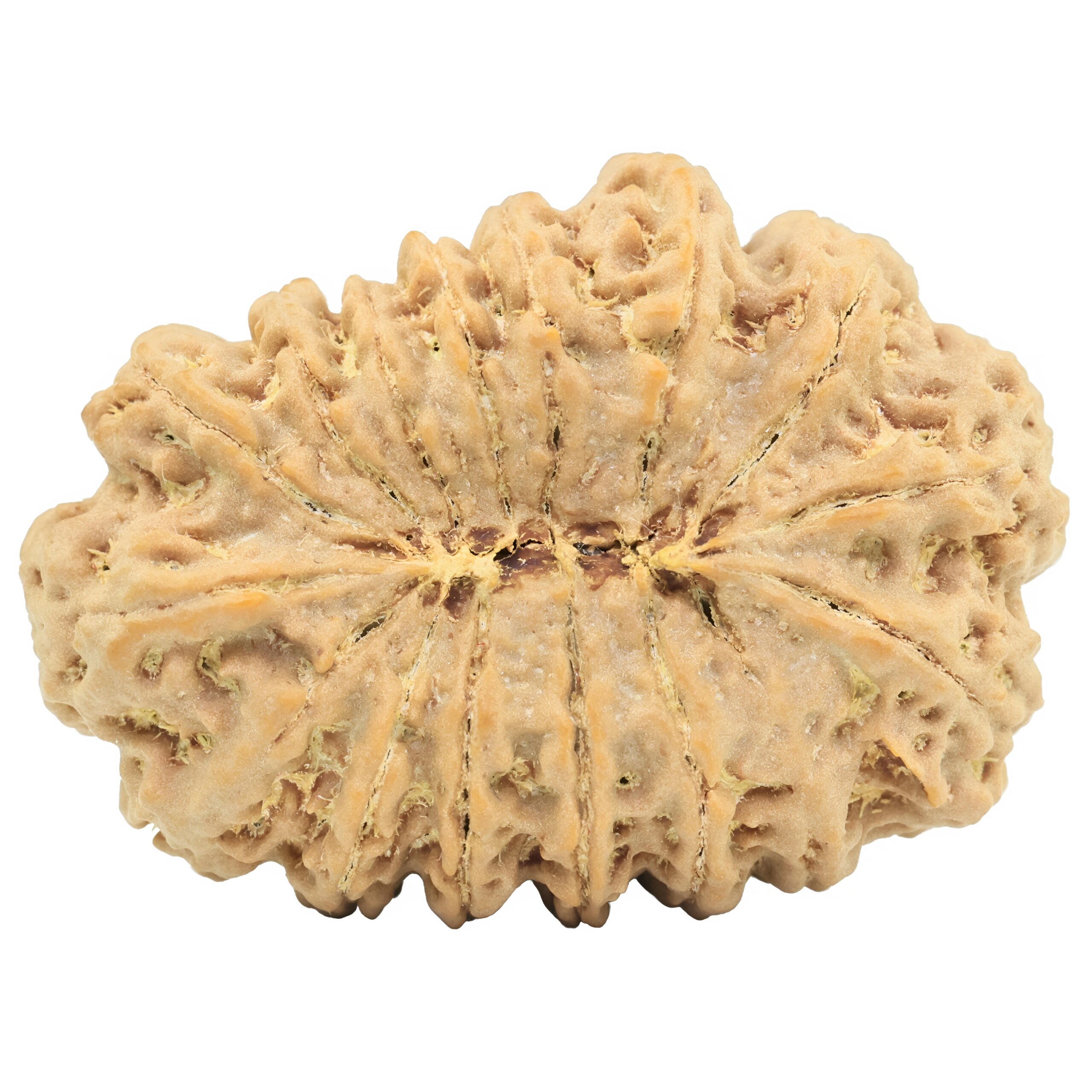 16 Mukhi Rudraksha 32.2mm 5.75gm - Rudraksha back