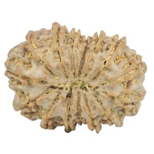15 Mukhi Rudraksha 28.7mm 4.83gm - Rudraksha back