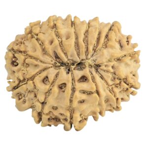 14 Mukhi Rudraksha 27mm 4.12gm - Rudraksha back