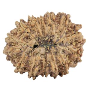 14 Mukhi Rudraksha 28.8mm 5gm - Rudraksha back