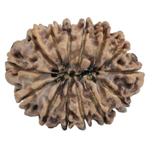 14 Mukhi Rudraksha 30.9mm 6gm - Rudraksha back