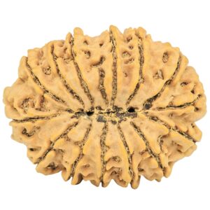 15 Mukhi Rudraksha 33.6mm 7.34gm - Rudraksha back
