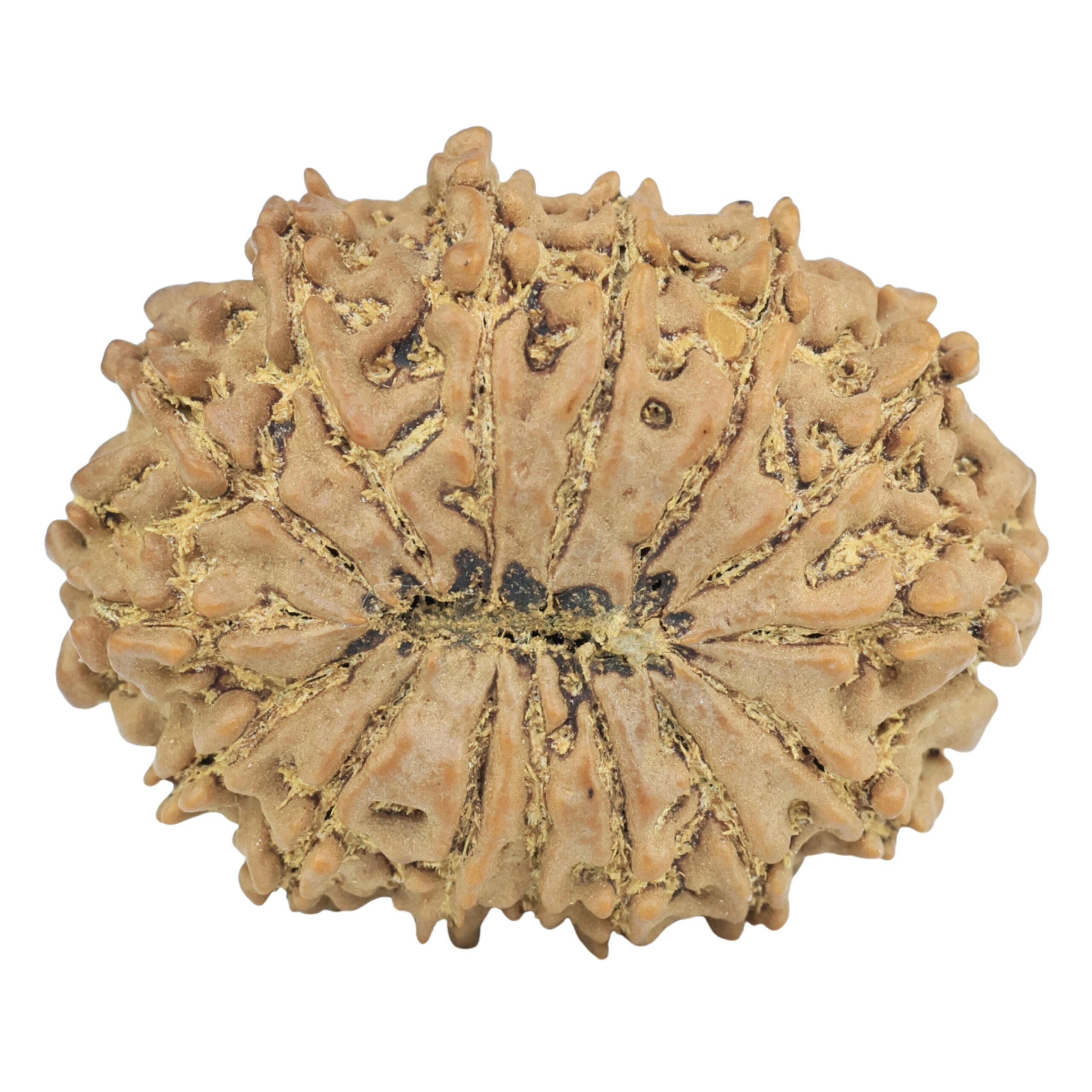 15 Mukhi Rudraksha 28.7mm 4.52gm - Rudraksha back