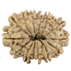 14 Mukhi Rudraksha 28.2mm 4.54gm - Rudraksha back