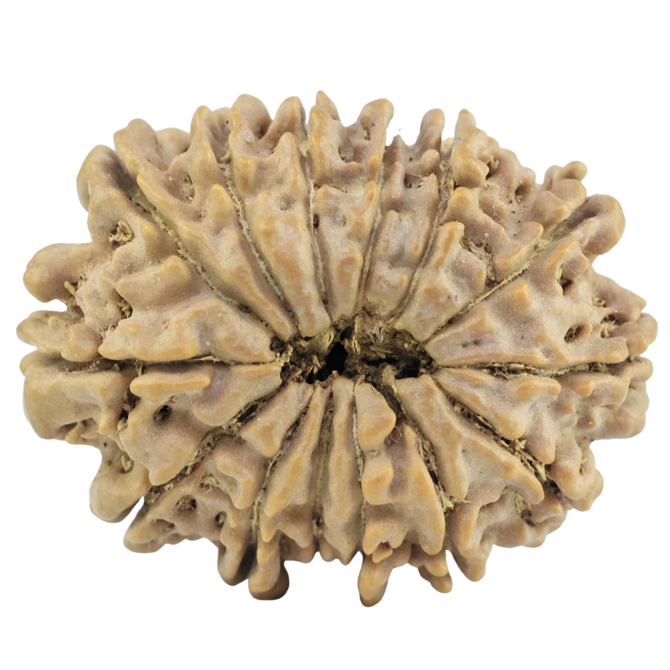 14 Mukhi Rudraksha 28.2mm 4.54gm - Rudraksha back