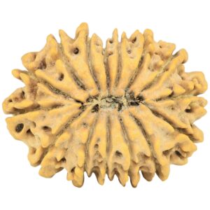 15 Mukhi Rudraksha 27.4mm 3.71gm - Rudraksha back
