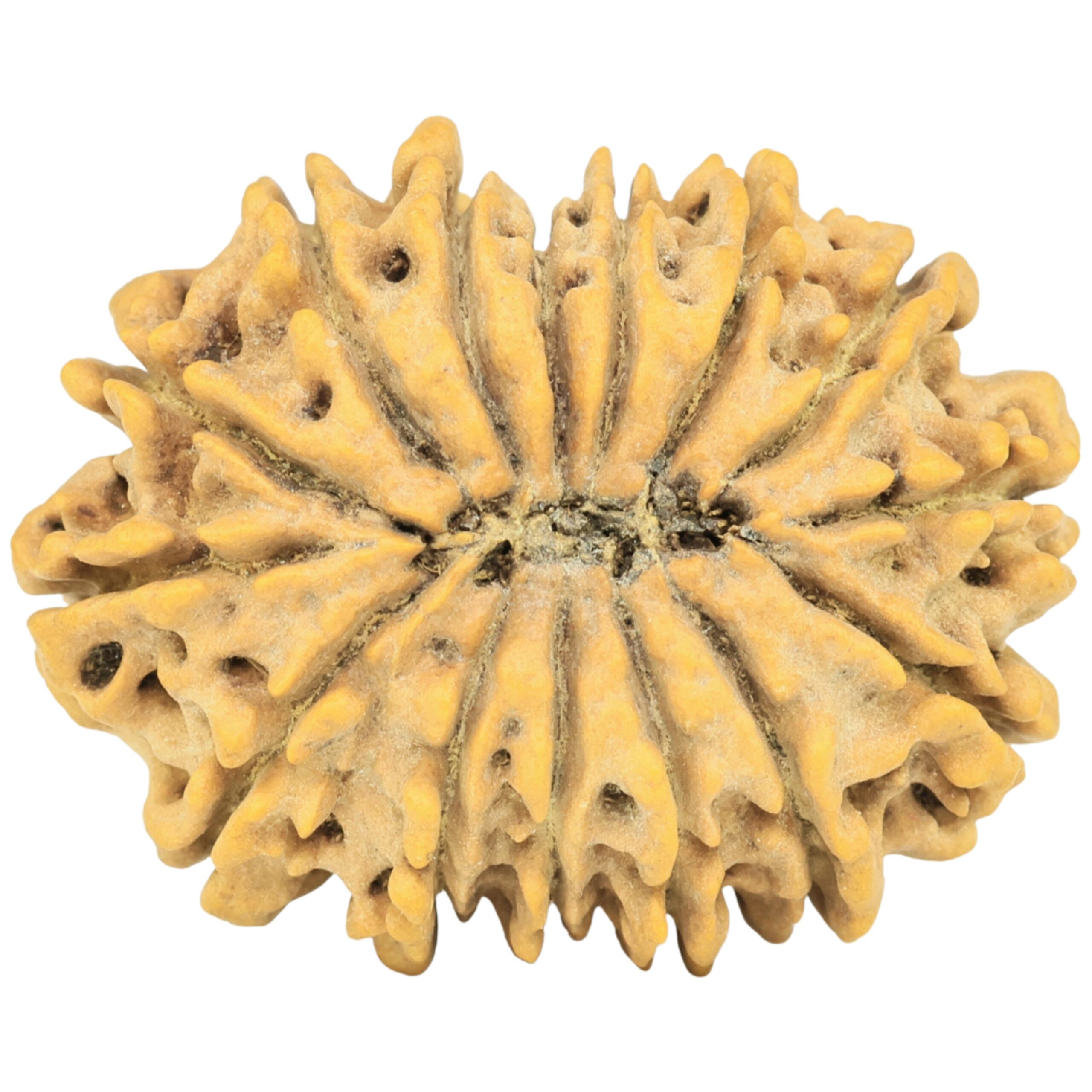 15 Mukhi Rudraksha 27.4mm 3.71gm - Rudraksha back