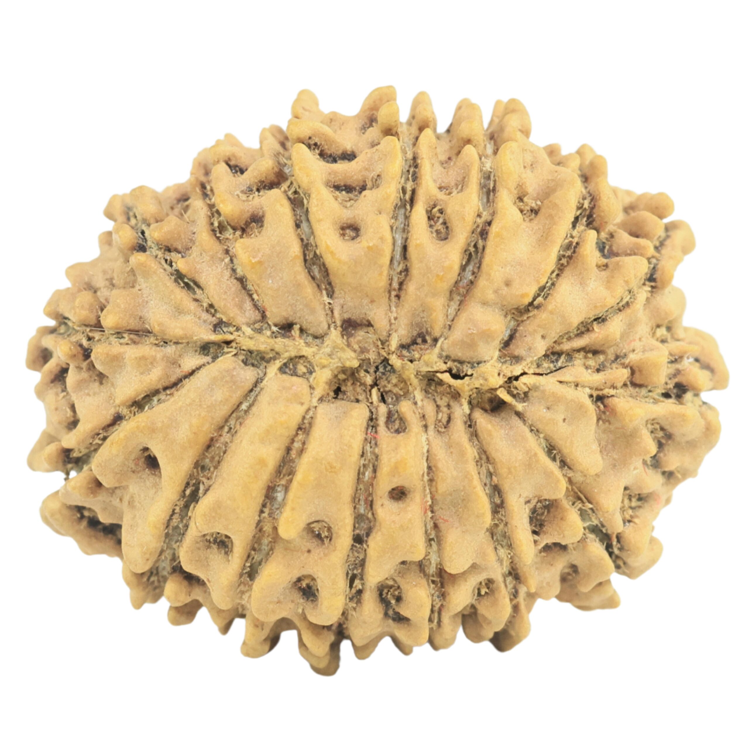 16 Mukhi Rudraksha 23.8mm 2.67gm - Rudraksha back