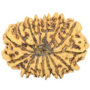 15 Mukhi Rudraksha 28.4mm 3.07gm - Rudraksha back