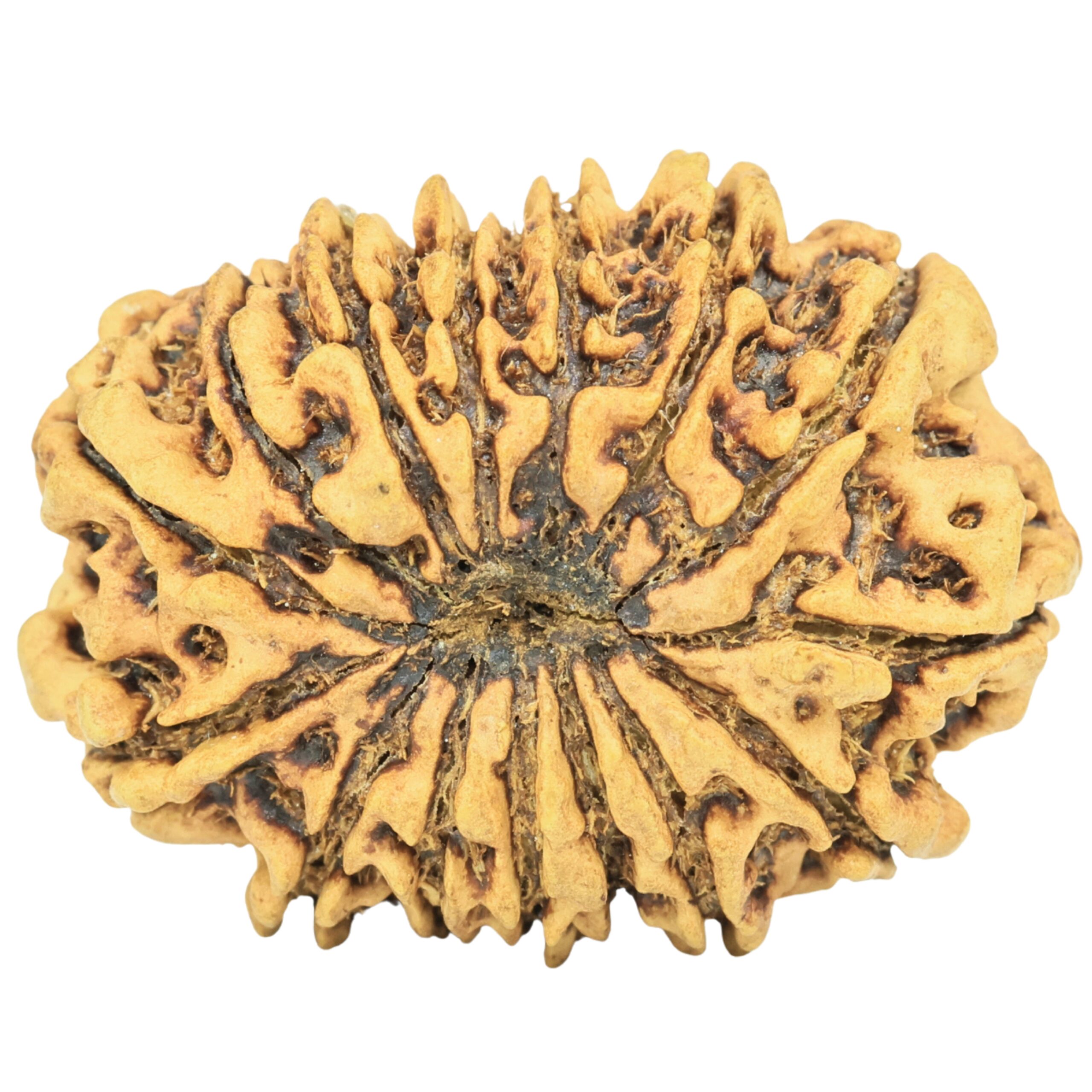15 Mukhi Rudraksha 28.4mm 3.07gm - Rudraksha back