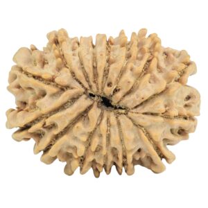 15 Mukhi Rudraksha 27.1mm 3.94gm - Rudraksha back