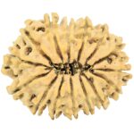 15 Mukhi Rudraksha 30.5mm 4gm - Rudraksha back