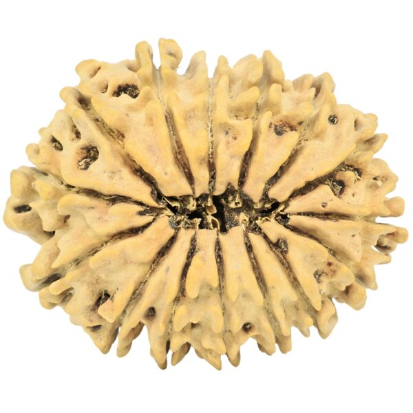 15 Mukhi Rudraksha 30.5mm 4gm - Rudraksha back